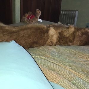 Meet your Posher, Dorothy